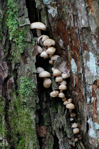 Brittlestem fungus, Psathyrella cernua, growing on mosscovered elm in Finland.