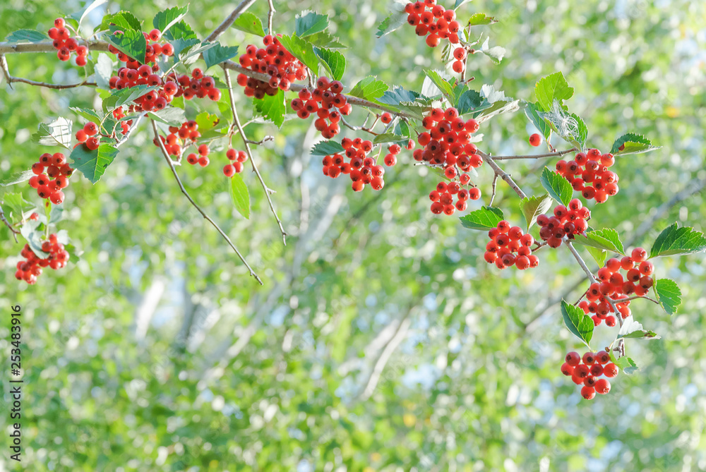Summer background with red hawthorn berries Summer background with red hawthorn berries