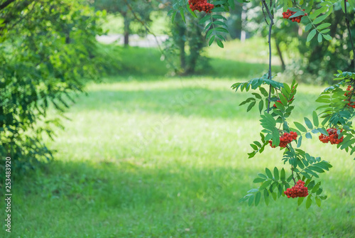 Natural background with row...