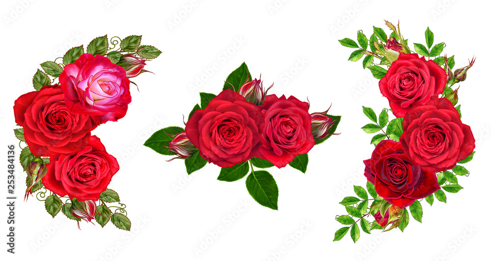Naklejka premium Amazing roses isolatet on white background