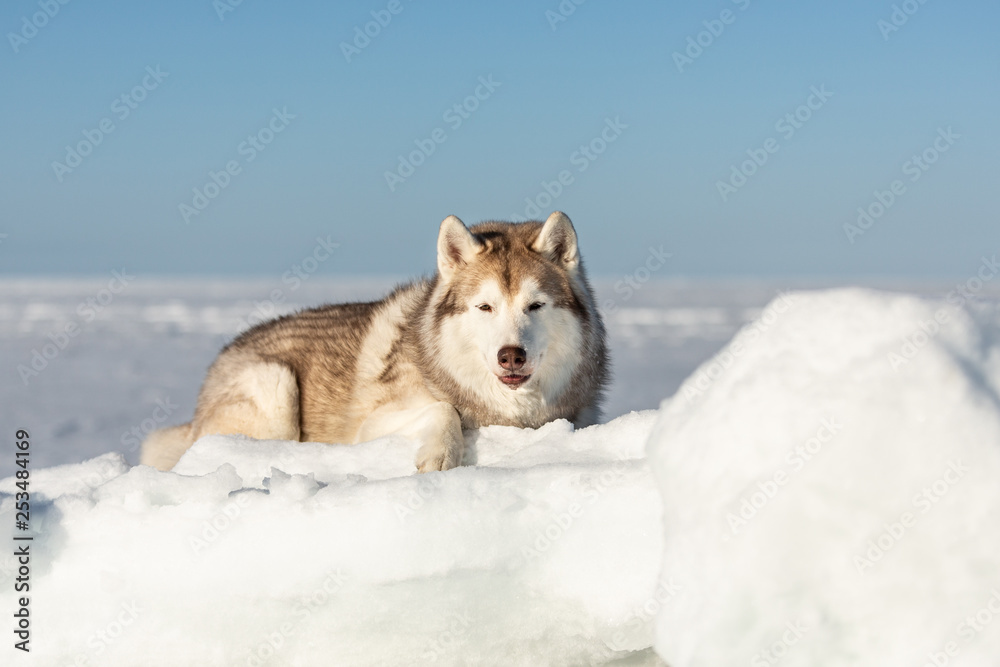 Beautiful, wise and free Siberian husky dog lying on ice floe and snow on the frozen sea background.