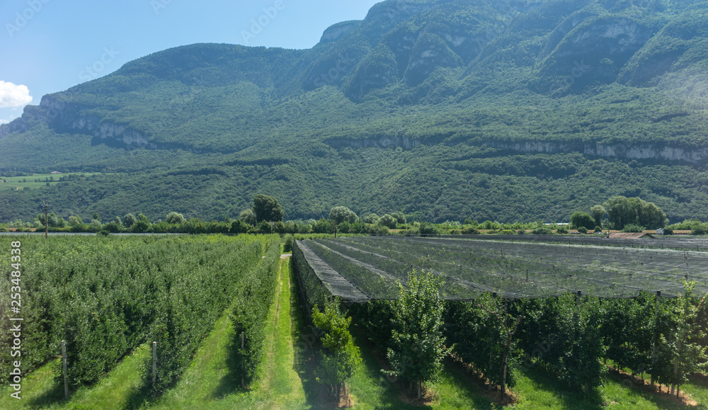 Italy, train from Bolzano to Venice, a large green field with a mountain in the background wineyard