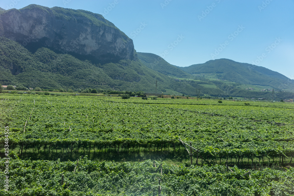 Italy, train from Bolzano to Venice, a large green field with a mountain in the background wineyard