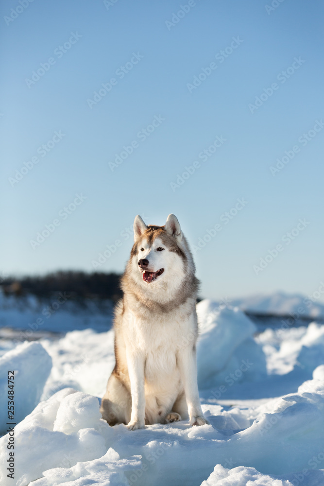 Free, beautiful and happy Siberian husky dog sitting on ice floe and snow on the frozen sea and mountains background.