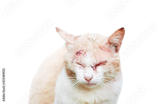 Tablou pe pânză Cat with wound from fight with other cat isolated on white background and clippi