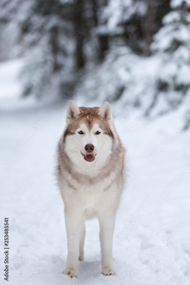 Beautiful and happy beige and white dog breed siberian husky standing on the snow in the fairy forest in winter