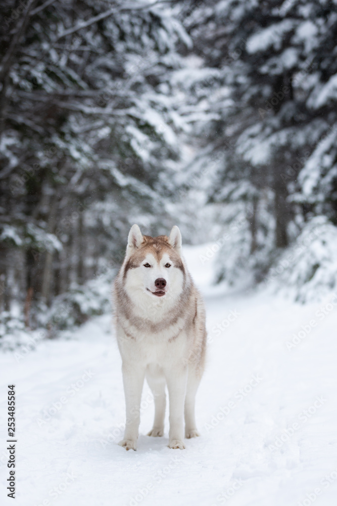 Cute and happy beige and white dog breed siberian husky standing on the snow in the fairy forest in winter