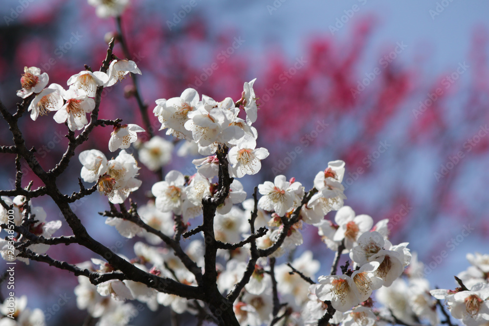 梅の花