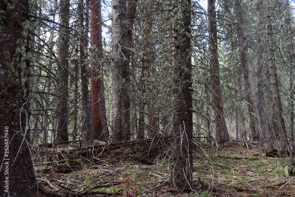 Dense forest in the Rocky Mountains Dense forest in the Rocky Mountains