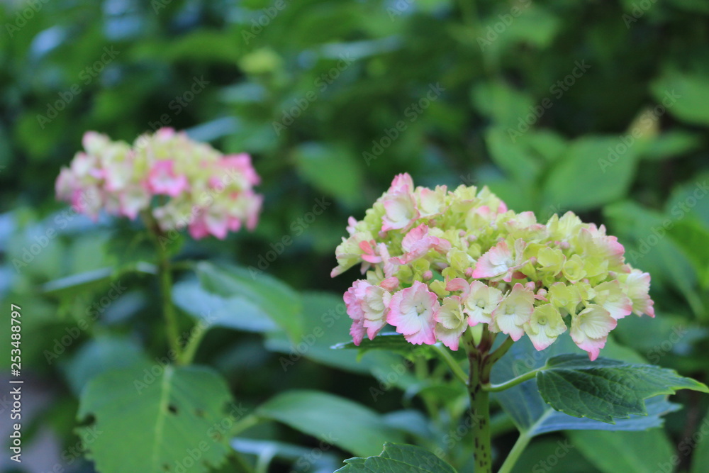 Fototapeta premium 太平山神社・あじさい坂