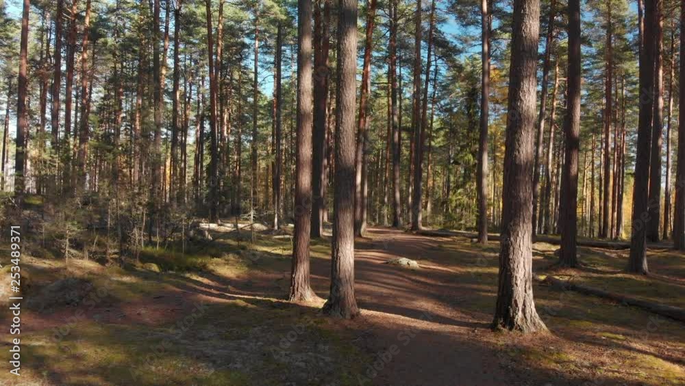 Walking on a path in a beautiful forest on a sunny day.
