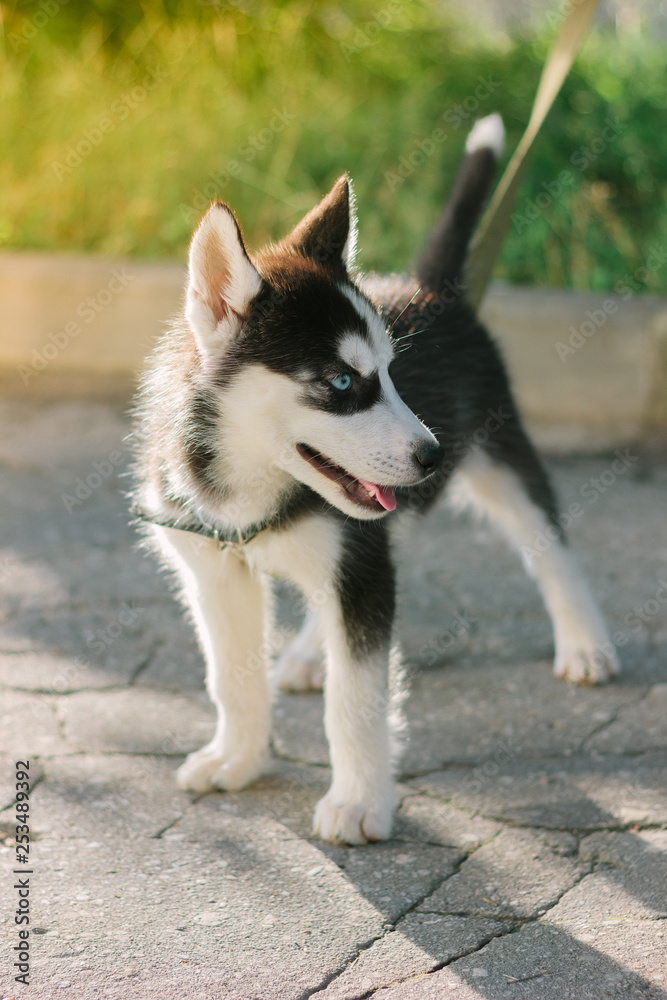Little husky puppy staying on the road