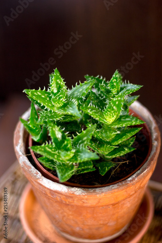 Beautiful aloe juvenna in a...