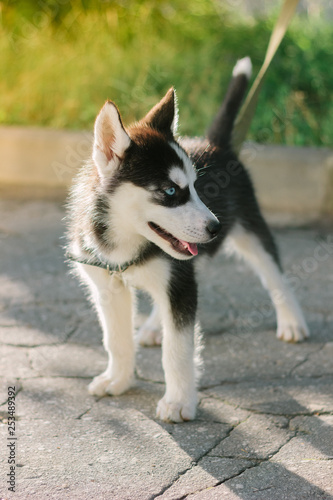 Little husky puppy staying on the road