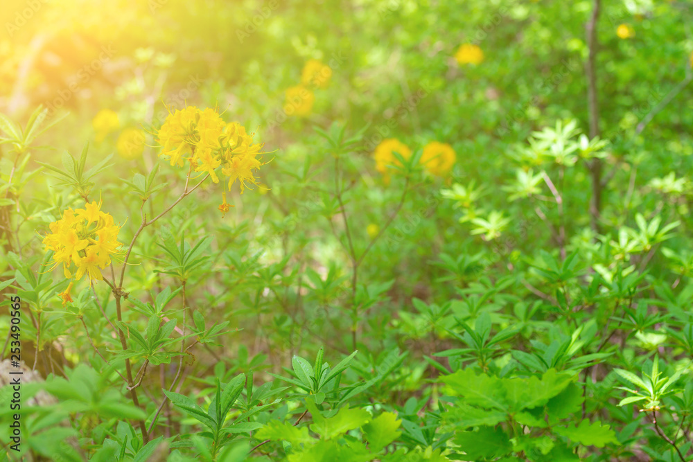 Obraz premium blooming yellow rhododendron in the forest on a Sunny spring morning