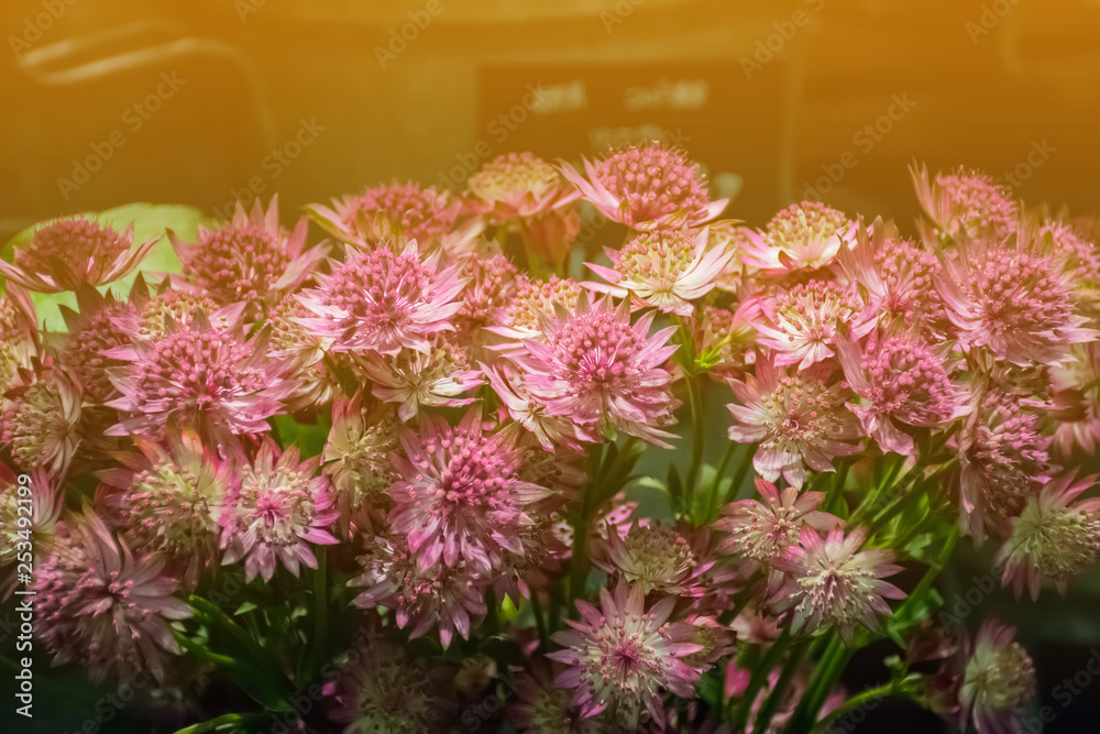 pink flowers in a garden pink flowers in a garden