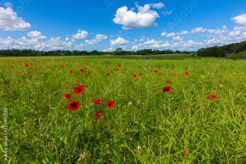 field of poppies