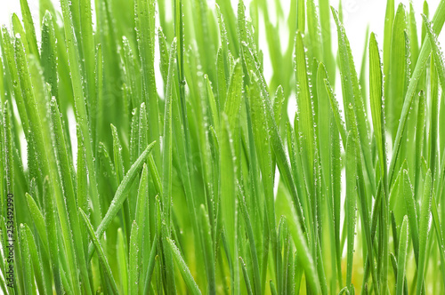 Green grass with dew drops sprouted from the wheat grains with roots on a white background