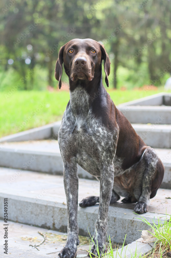 German Shorthaired Pointer with panting tongue .kurzhaar.