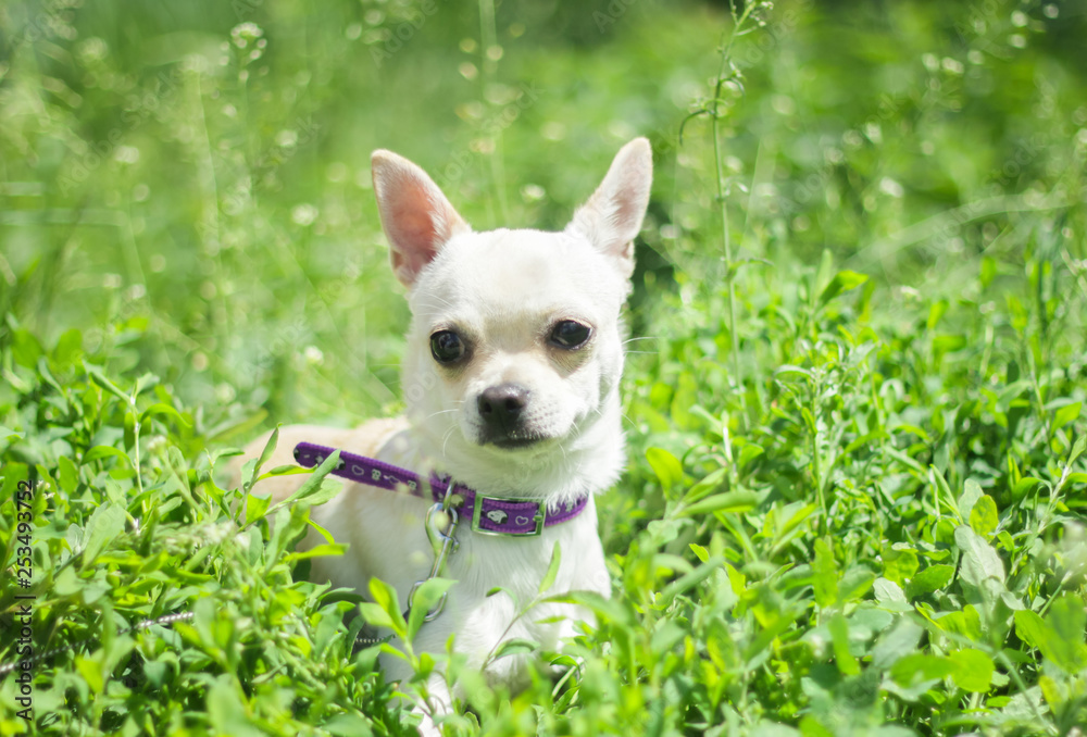 white chihuahua on the background of green grass in the spring park white chihuahua on the background of green grass in the spring park