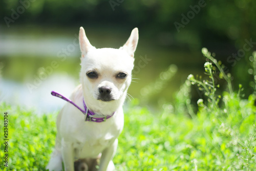 white chihuahua on the background of green grass in the spring park © AnnyStudio