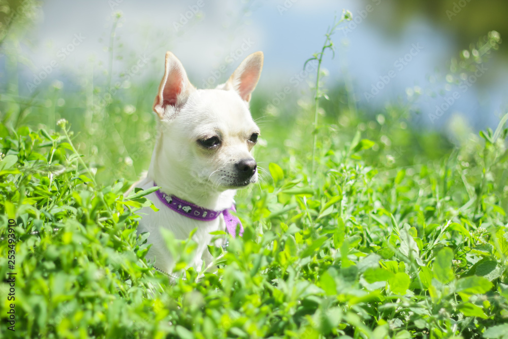 white chihuahua on the background of green grass in the spring park white chihuahua on the background of green grass in the spring park