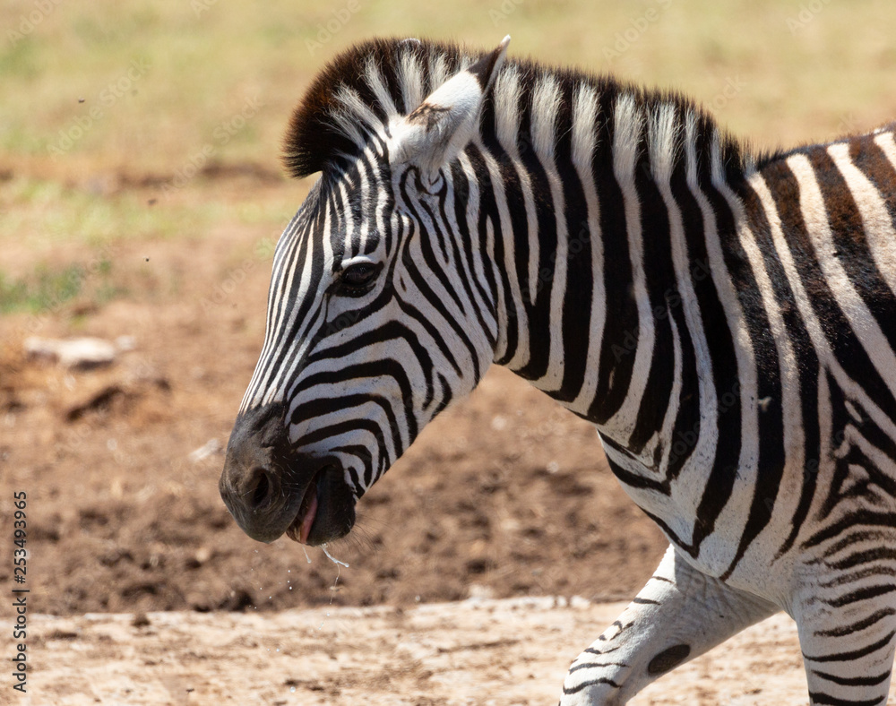 zebra face zebra face