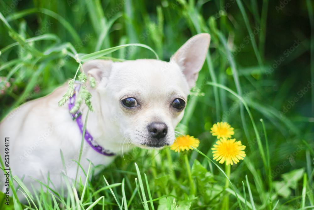 white chihuahua on the background of green grass in the spring park
