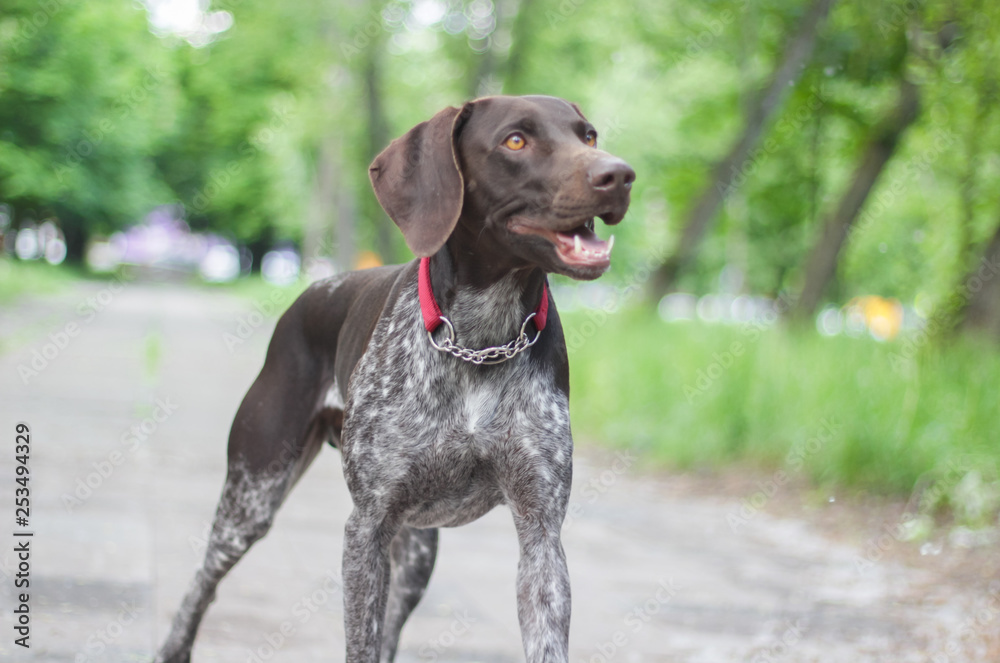 German Shorthaired Pointer with panting tongue .kurzhaar. German Shorthaired Pointer with panting tongue .kurzhaar.