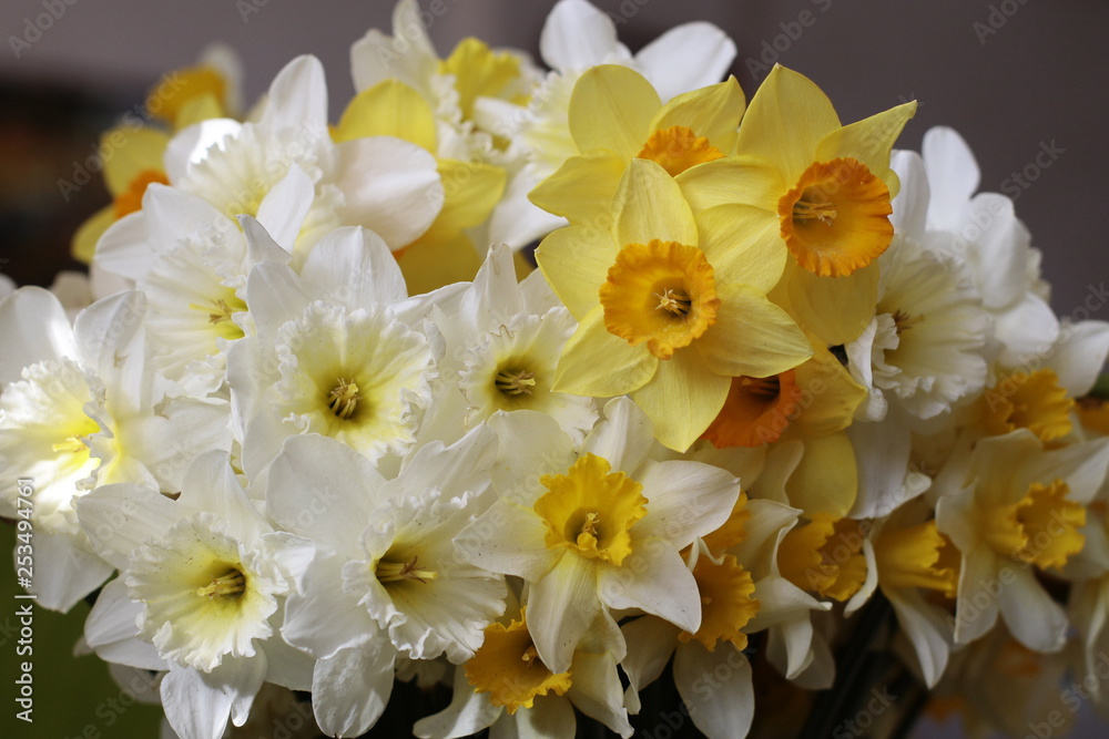 Obraz premium beautiful bouquet of spring white and yellow daffodils