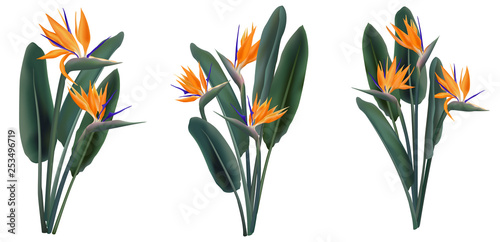 Strelitzia Reginae tropical flower bouquets set