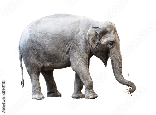 Elephant holding a stick on white background