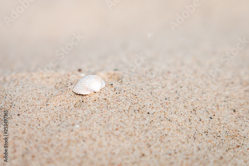 seashell in the sand