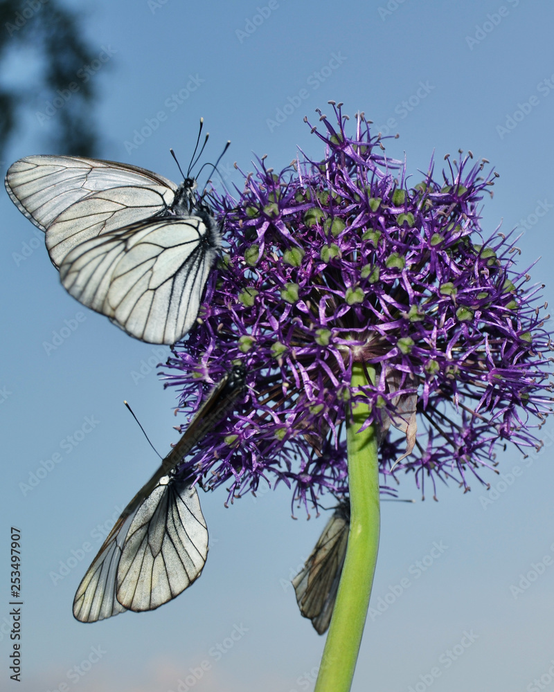 Butterflies on a flower