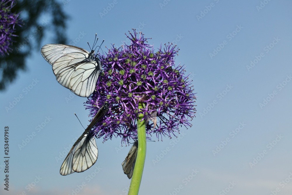 Butterflies on a flower
