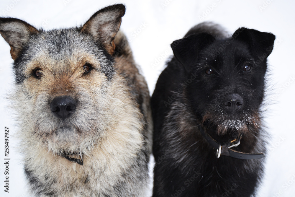 Two original dogs