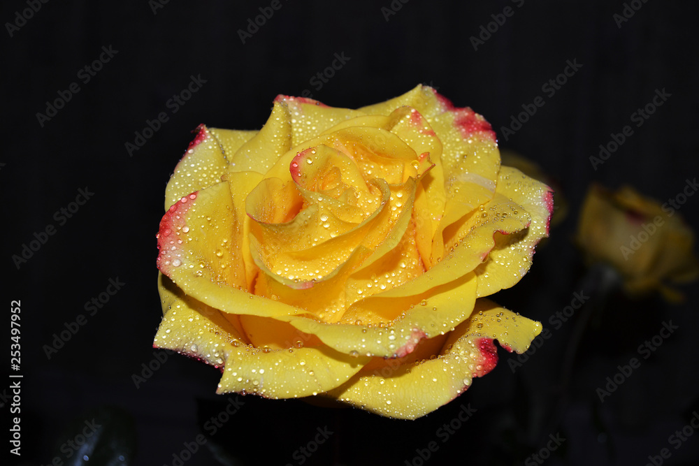 Yellow rose with drops