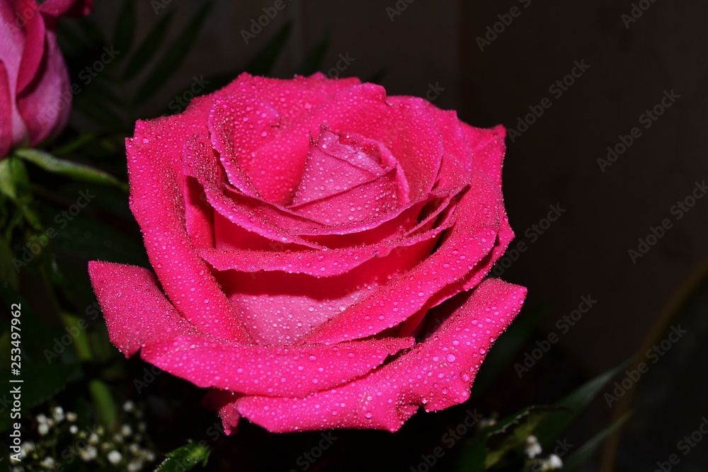 Pink rose with drops