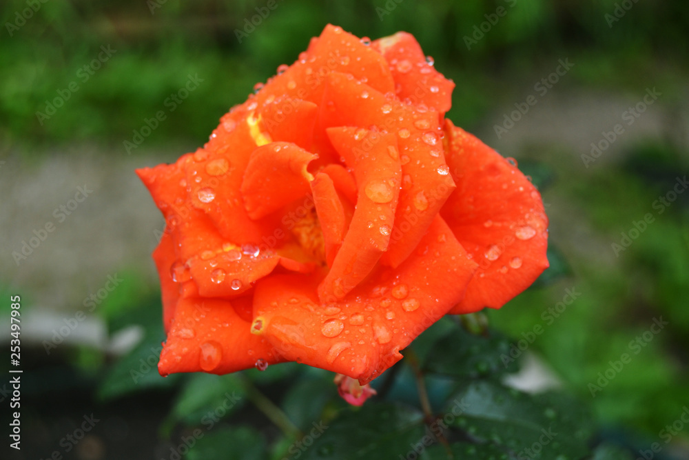 Orange rose with drops