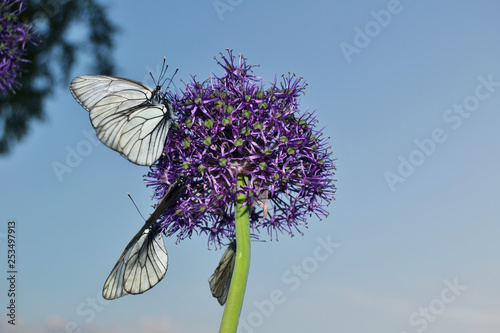 Obraz na płótnie Butterflies on a flower w salonie