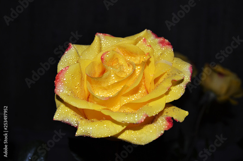 Obraz na płótnie Yellow rose with drops w salonie