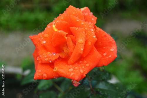 Obraz na płótnie Orange rose with drops w salonie
