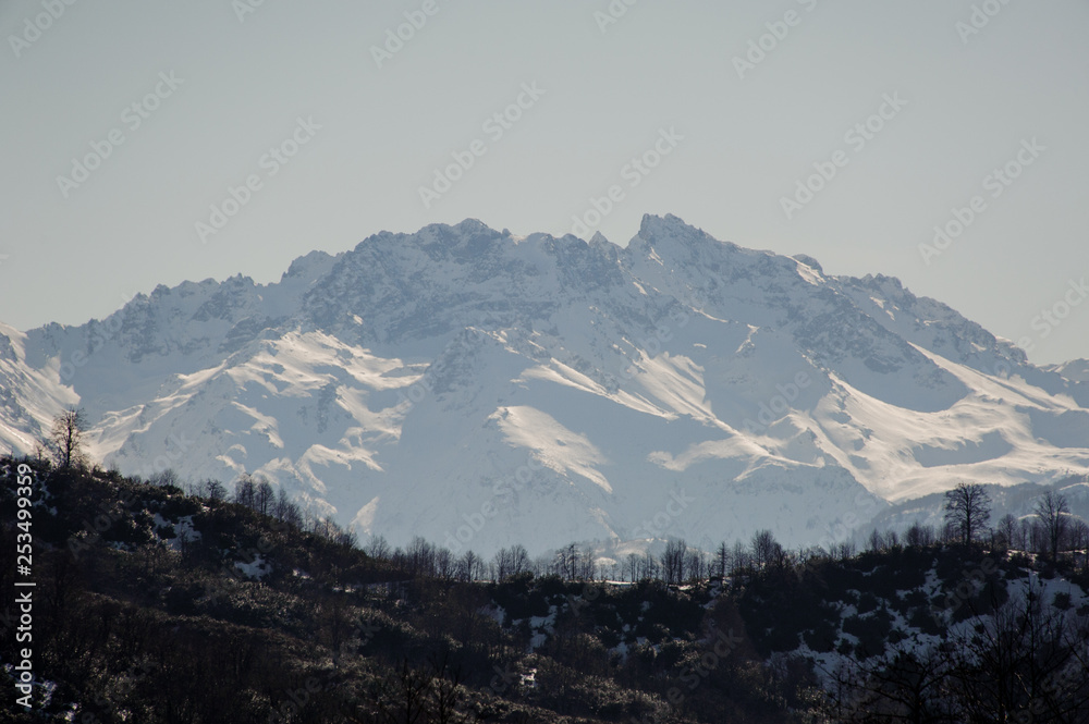 Adorable breathtaking view on the snowy Caucasus mountains in the foreground of tree-lined slope