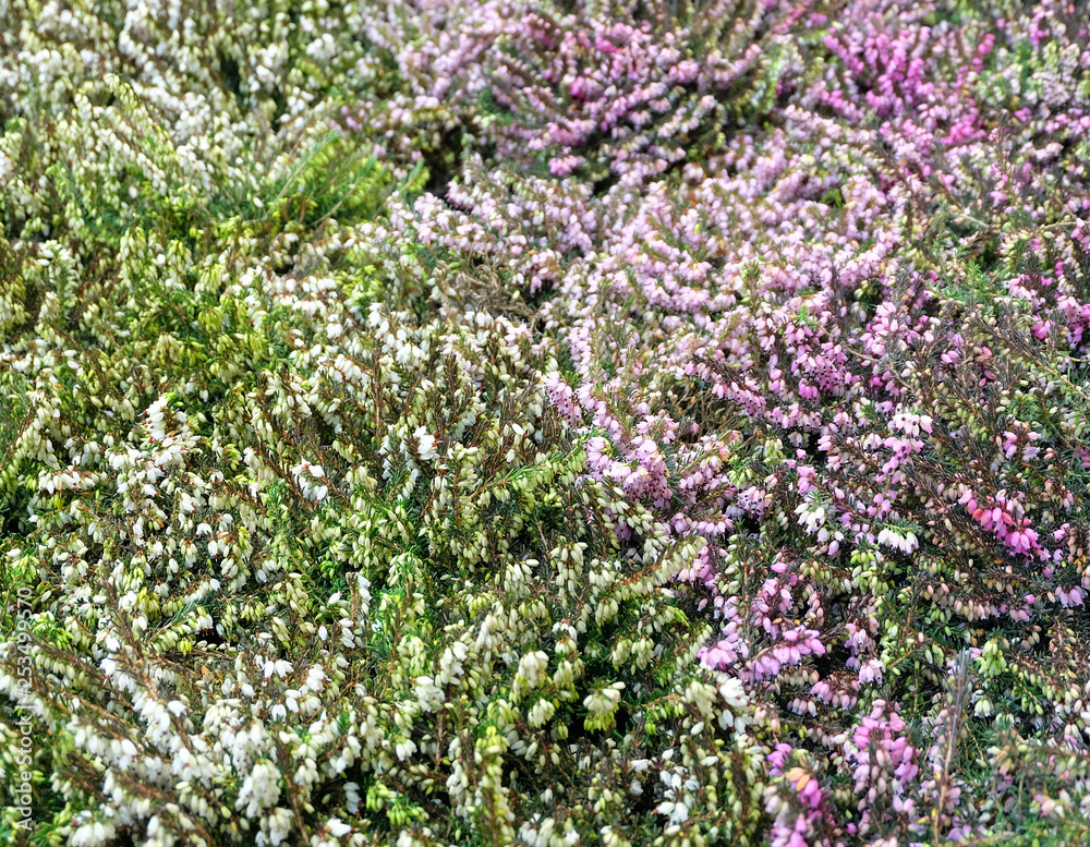 Ornamental plant Erica on the flowerbed, floral background.