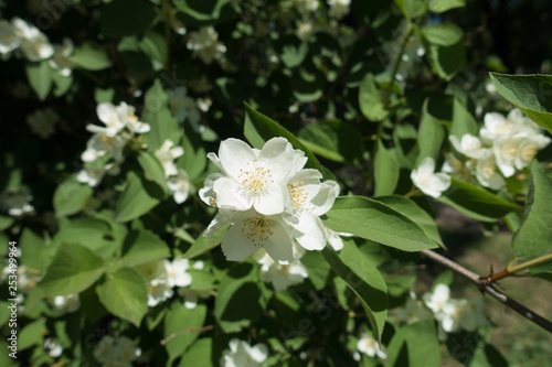 Branch of Philadelphus coronarius with white flowers