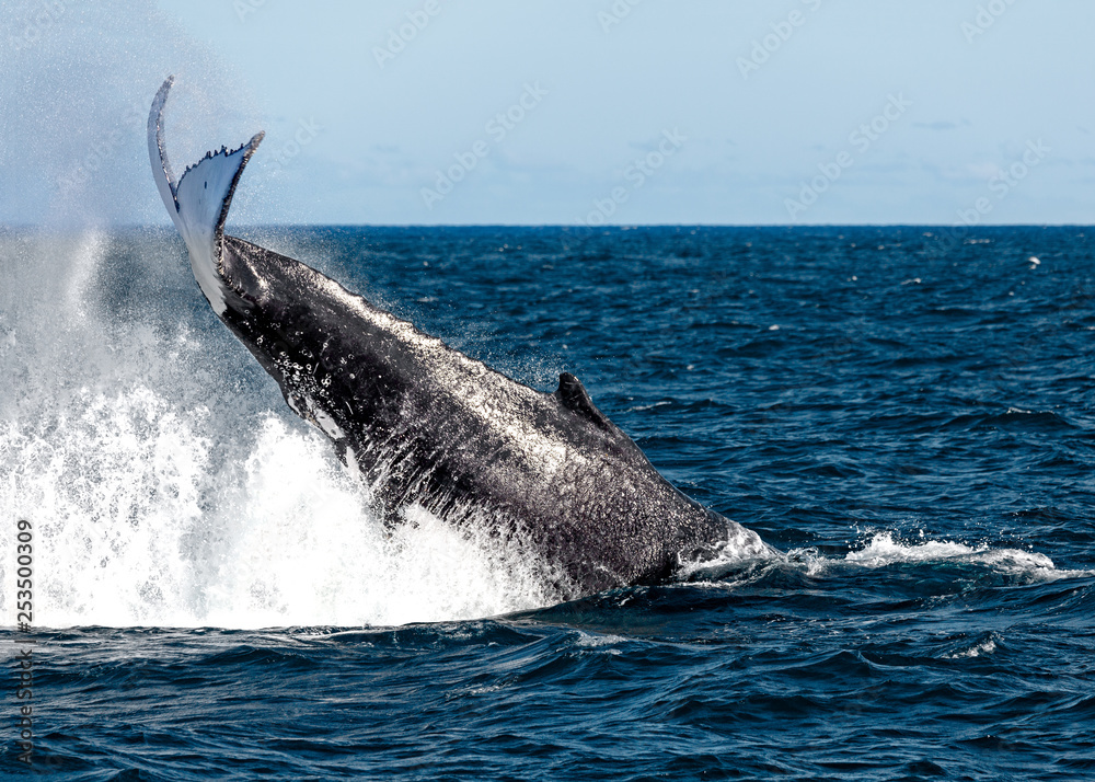 Fototapeta premium Whales migrating off the coast of Sydney Australia