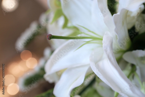 beautyful white lily in a side view photo