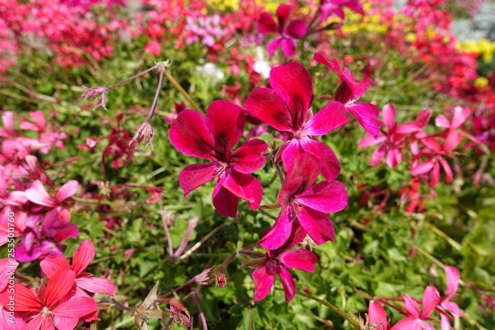 Magenta colored flowers of ivy leaved geranium Magenta colored flowers of ivy leaved geranium