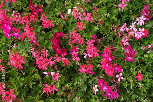 Pink and magenta colored flowers of ivy leaved geranium