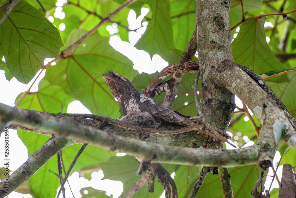Blyth's frogmouth (Batrachostomus affinis) sit on the nest. Javan Frogmouth bird Blyth's frogmouth (Batrachostomus affinis) sit on the nest. Javan Frogmouth bird